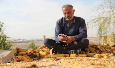 Mısır Hasadı Tamamlandı