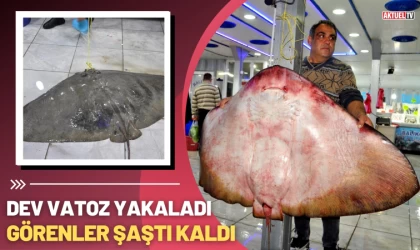 Muğla Akbük’te Dev Vatoz Yakalandı