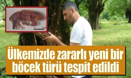 Ülkemizde Zararlı Yeni Bir Böcek Türü Tespit Edildi