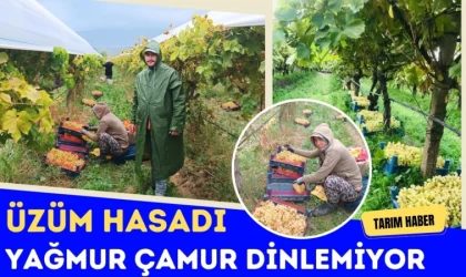 Üzüm Hasadı Yağmur Çamur Dinlemiyor