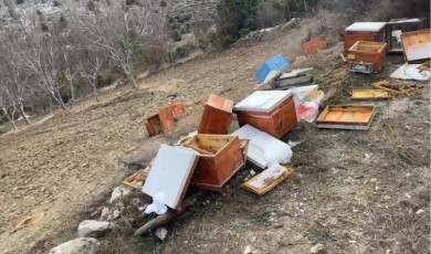 Ayılar 36 Kovanı Parçaladı, Arılar Telef Oldu