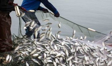 Balık İhracatı 1 Milyar Doları Aştı