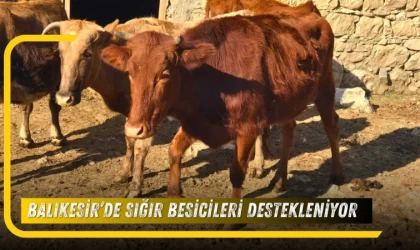 Balıkesir’de Sığır Besicileri Destekleniyor