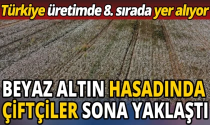 Beyaz Altın Hasadı Sona Yaklaştı