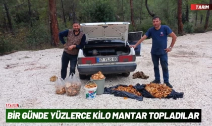 Bir Günde Yüzlerce Kilo Mantar Topladılar