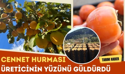 Cennet Hurması Üreticinin Yüzünü Güldürdü