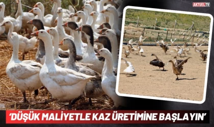 ‘Düşük Maliyetle Kaz Üretimine Başlayın’