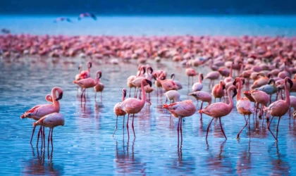 Flamingolar Van’ı Çok Sevdi