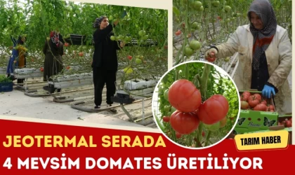 Jeotermal Serada 4 Mevsim Domates Üretiliyor