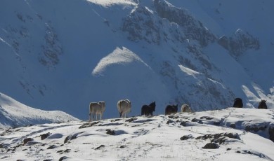 Munzur Dağlarının Bir Başka Güzellikleri: Yılkı Atları