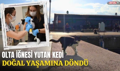 Olta İğnesi Yutan Kedi Doğal Yaşamına Döndü