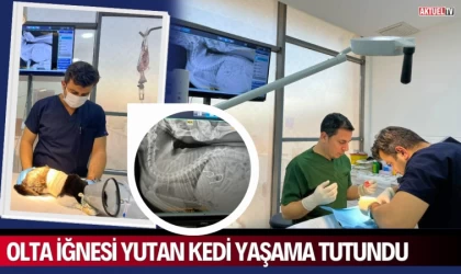 Olta İğnesi Yutan Kedi Yaşama Tutundu