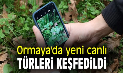 Ormaya’da Yeni Canlı Türleri Keşfedildi