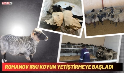 Romanov Irkı Koyun Yetiştirmeye Başladı