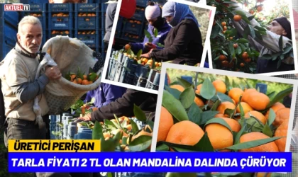 Tarla Fiyatı 2 TL Olan Mandalina Dalında Çürüyor