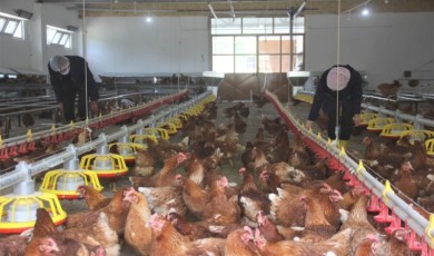 Tavuk Eti Üretimi Yüzde 3,5 Arttı