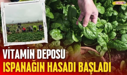 Vitamin Deposu Ispanağın Hasadı Başladı