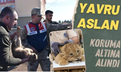 Yavru Aslan Koruma Altına Alındı