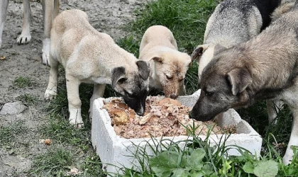 Beylikdüzü belediyesi 2023’te patili dostların yanındaydı