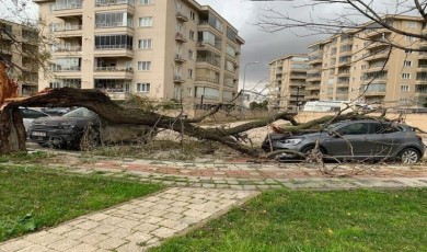 Bursa’da lodos hayatı felç etti: Ağaçları devirdi