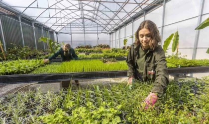 Edremit, seracılıkta bölgenin üretim üssü oluyor   