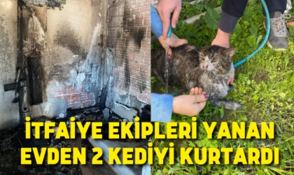 İtfaiye ekipleri yanan evden 2 kediyi kurtardı