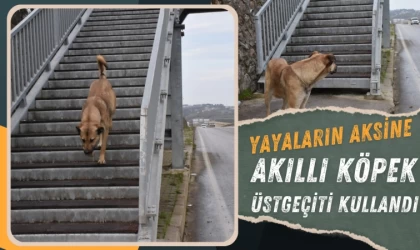 Yayalar Yoldan geçerken Köpek üstgeçiti kullandı