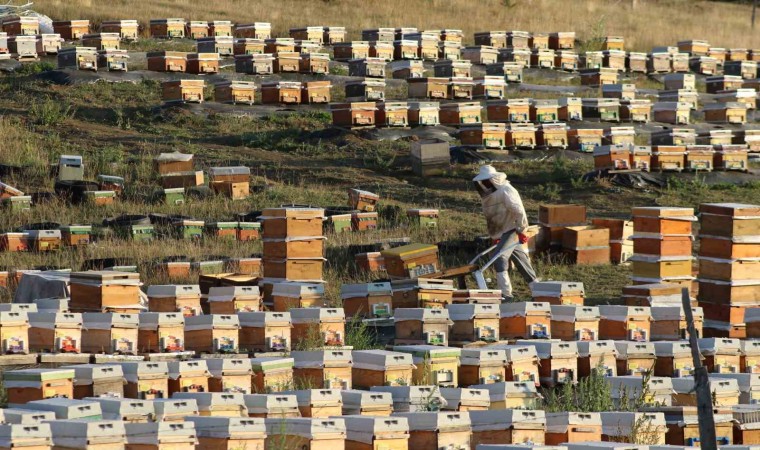 Yağışlar arıcılara bereket olacak