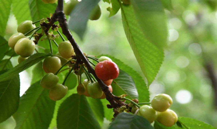 Lapseki kirazına sayılı günler kaldı