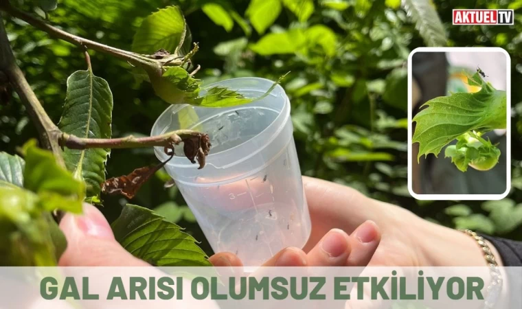 Gal arısı olumsuz etkiliyor
