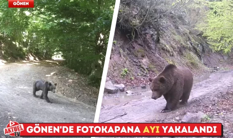 Gönen'de fotokapana ayı yakalandı