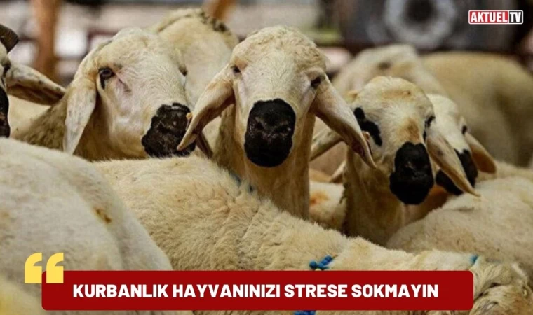 Kesimde Hayvanın Stres Olmaması Gerekiyor