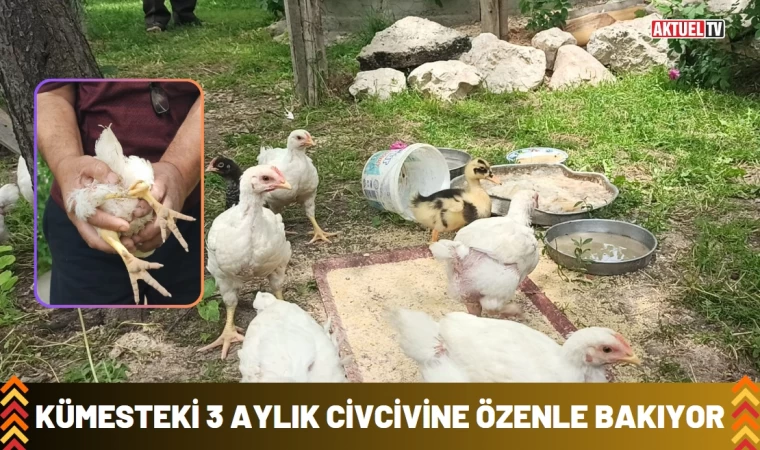Kümesteki 3 ayaklı civcivine özenle bakıyor