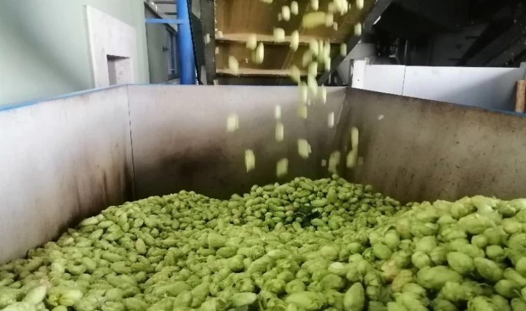 Şerbetçiotu fiyatı belirlendi