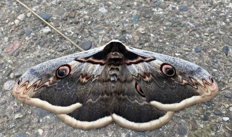 Tavus kelebeği ilgi odağı oldu