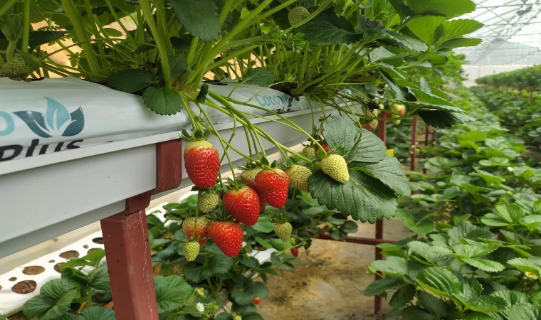 Topraksız Tarım Seralarında Çilek Üretiliyor