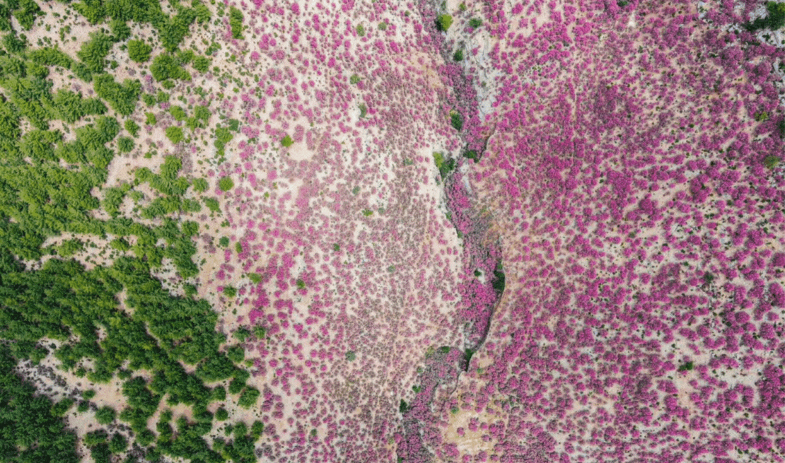 Zakkum Çiçeklerinden Kartpostallık Görüntü