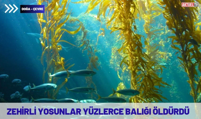 Zehirli Yosunlar, Yüzlerce Balığı Öldürdü