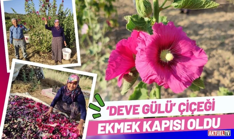 ‘Deve Gülü’ Çiçeği Ekmek Kapısı Oldu