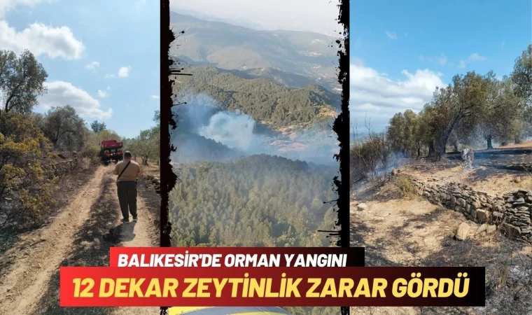 Balıkesir'de Yangında 12 Dekar Zeytinlik Zarar Gördü