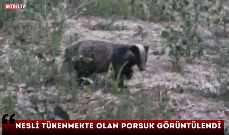 Nesli Tükenmekte Olan Porsuk Görüntülendi