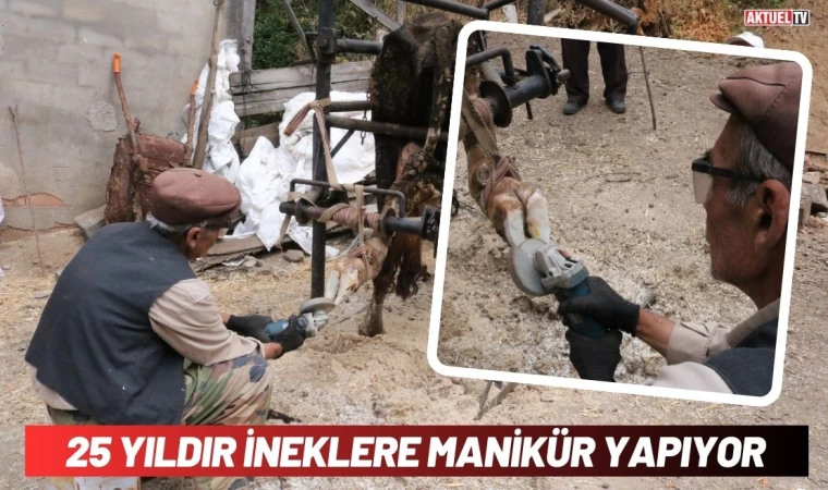 25 Yıldır İneklere Manikür Yapıyor