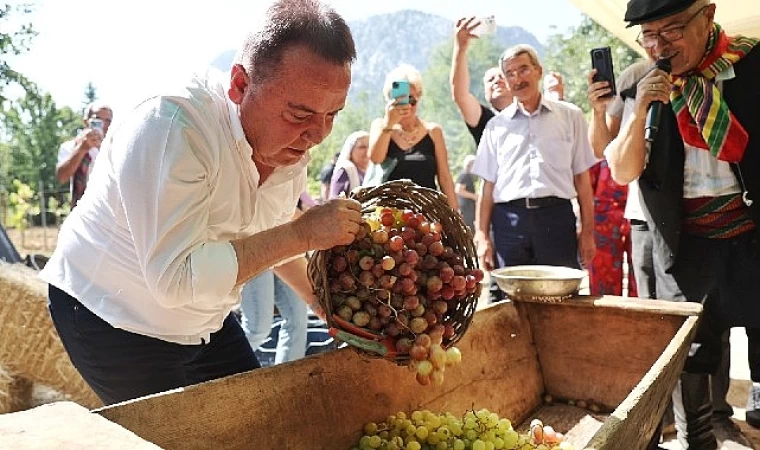 Gastronomi Festivali’nin İkinci Gününde Mor Üzüm Hasadı