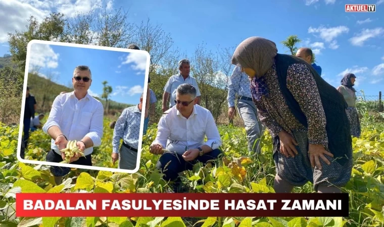 Badalan Fasulyesinde Hasat Zamanı