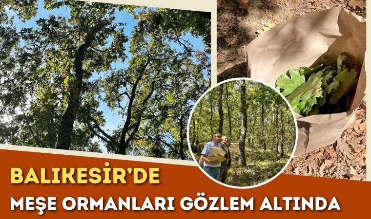 Balıkesir’de Meşe Ormanları Gözlem Altında