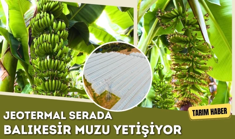 Jeotermal Serada Balıkesir Muzu Yetişiyor
