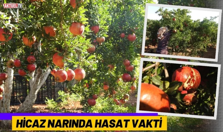 Hicaz Narında Hasat Vakti