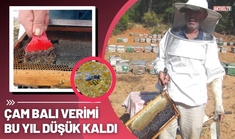 Çam Balı Rekoltesi Bu Yıl Düşük Kaldı