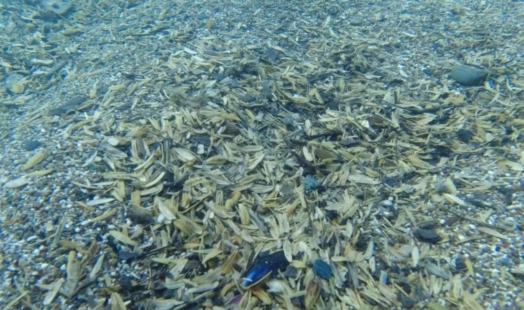 Denizin Altı Çekirdek Kabuğuyla Doldu