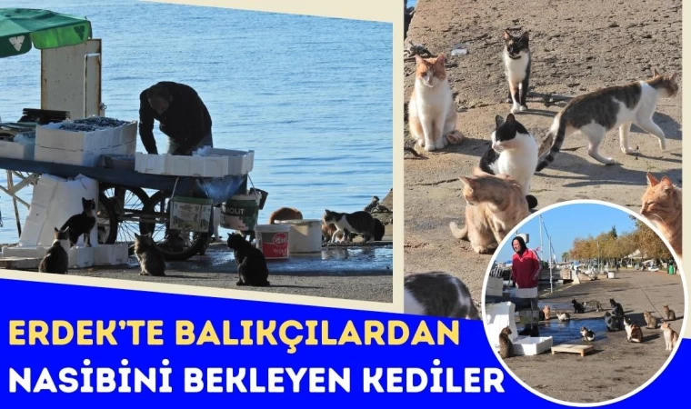Erdek’te Balıkçılardan Nasibini Bekleyen Kediler